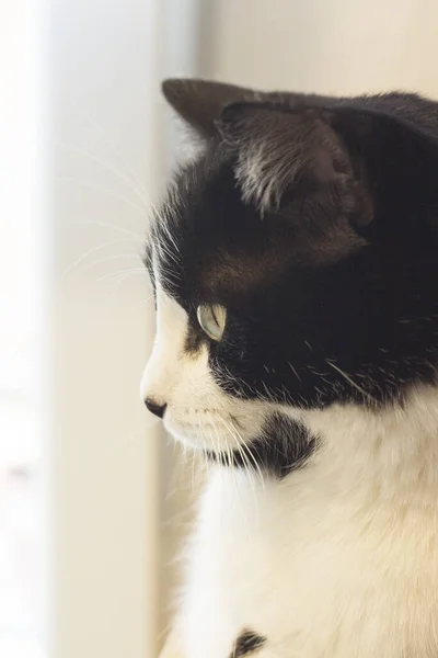 Immunodeficient Black White Cat Portrait Relaxing — Stock Photo, Image