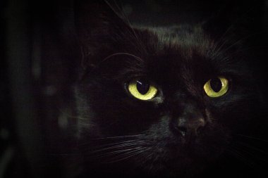 Yeşil gözlü kara kedi portresi. Kimse yok.