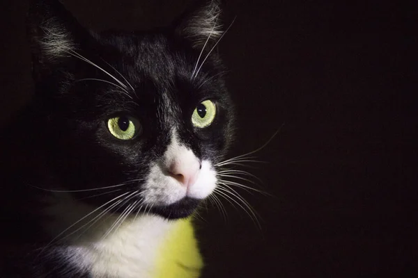 粉红鼻子黑白相间的猫的肖像 局势非常平静 — 图库照片