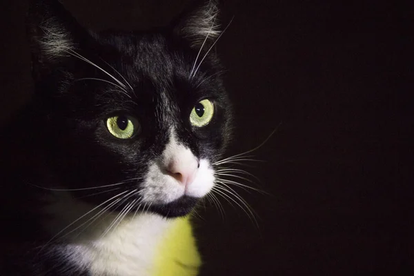 Portrait Black White Cat Pink Nose Very Calm Situation — Stock Photo, Image