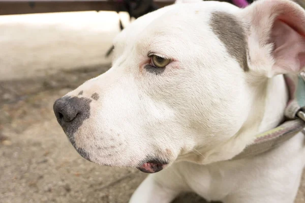 Portrait American Standfford Dog White Color People — ストック写真