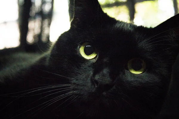 Porträt Einer Schwarzen Katze Mit Grünlichen Augen Kein Volk — Stockfoto