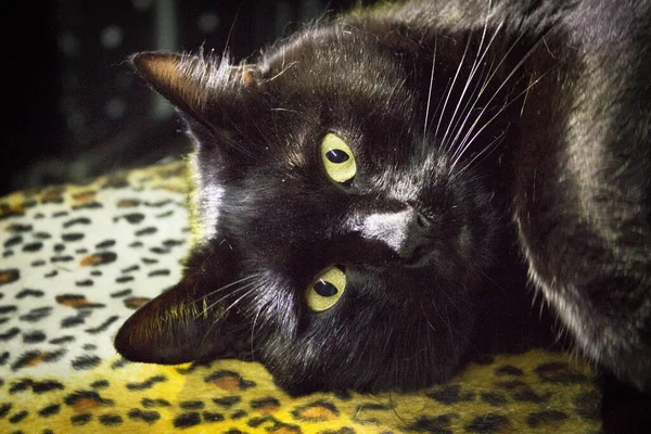 Retrato Gato Negro Con Ojos Verdosos Hay Gente —  Fotos de Stock