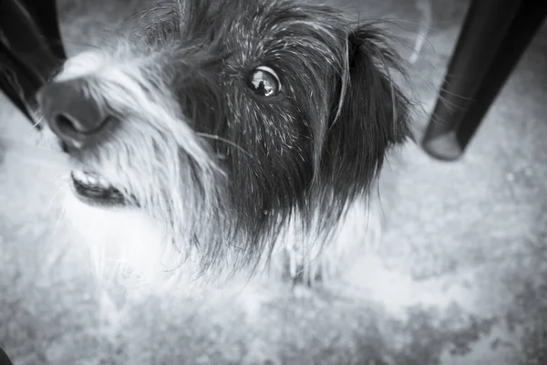 Black Schnauzer Breed Dog Lying Ground People — ストック写真