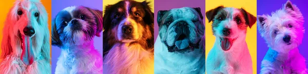 Κολάζ χαριτωμένο, όμορφο καθαρόαιμα σκυλιά απομονώνονται σε πολύχρωμα φόντο. — Φωτογραφία Αρχείου