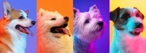 Collage de perros puros felices y encantadores aislados sobre fondo multicolor. Primer plano —  Fotos de Stock