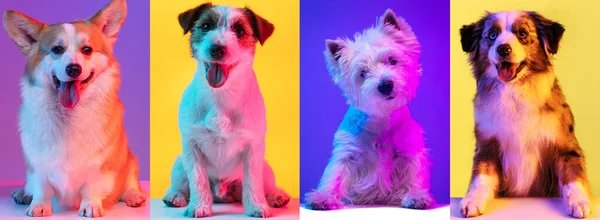 Collage von niedlichen flauschigen reinrassigen Hunden, die isoliert vor buntem Hintergrund sitzen und posieren — Stockfoto