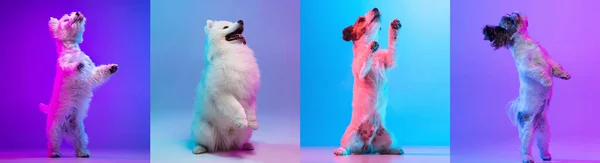 Collage van raszuivere honden staande op achterpoten geïsoleerd over veelkleurige achtergrond. — Stockfoto