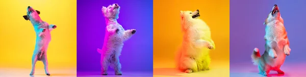Collage of purebred dogs standing on hind legs isolated over multicolored yellow and blue background. — Stock Photo, Image