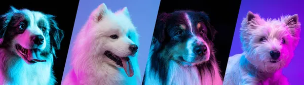 Különböző fajtatiszta kutyák csoportja ül elszigetelve brigt és sötét neon háttér felett. Közelkép-kollázs — Stock Fotó