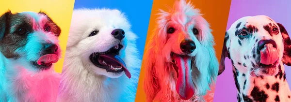 Kollázs boldog és élvezetes fajtatiszta kutyák elszigetelt többszínű háttér. Közelkép — Stock Fotó