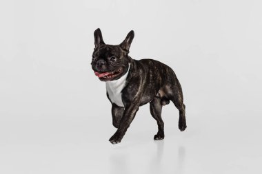 Tatlı köpek portresi, beyaz arka planda izole edilmiş dille koşan Fransız Bulldog.