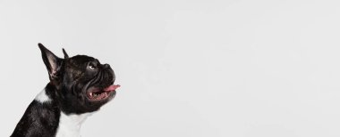 Güzel bir köpek yavrusunun portresi, Fransız Bulldog sakince oturuyor, poz veriyor ve beyaz arka planda izole bir şekilde yukarı bakıyor. El ilanı