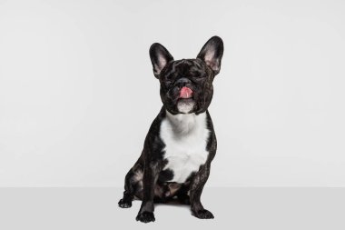 Tatlı siyah köpek portresi, Fransız Bulldog sakince oturup esniyor beyaz arka planda.