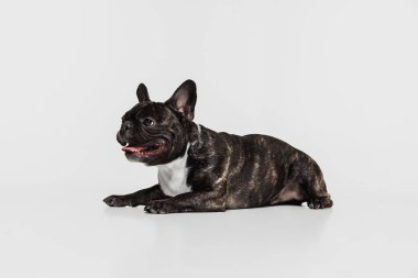 Tatlı siyah köpek portresi, Fransız Bulldog sakince yatıyor ve beyaz arka planda izole bir şekilde poz veriyor. Yan görünüm