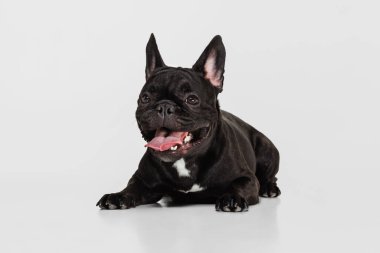 Neşeli köpek yavrusunun portresi, Fransız Bulldog sakince uzanıyor dili beyaz arka planda soyutlanmış bir şekilde.