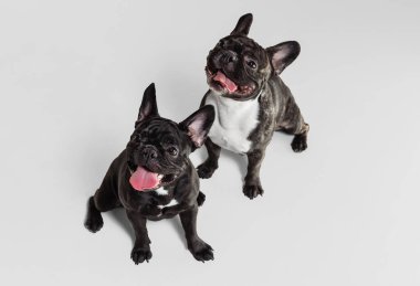 İki sevimli köpeğin portresi, Fransız buldogları oturuyor ve gülümsüyor dilleri dışarı çıkmış ve beyaz arka planda izole bir şekilde poz veriyorlar.