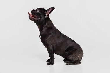 Tatlı siyah köpek portresi, Fransız Bulldog sakince oturuyor ve beyaz arka planda izole edilmiş poz veriyor.