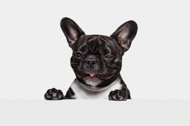 Köpeğin ağızlığı kapalı, şirin Fransız Bulldog beyaz arka planda neşeli poz veriyor.