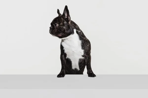 Portré vonzó francia bulldog nyugodtan ül, és keres a bal oldalon elszigetelt fehér háttér — Stock Fotó