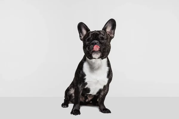 Portret van schattige zwarte puppy, Franse Bulldog rustig zitten en geeuwen geïsoleerd over witte achtergrond — Stockfoto