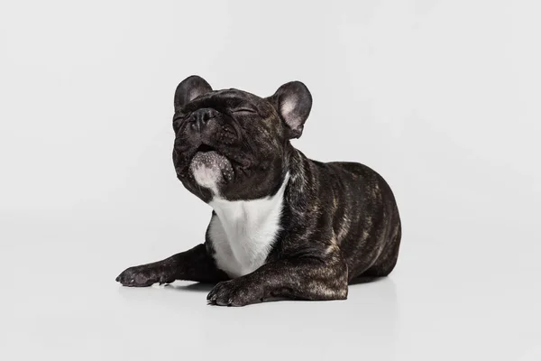 Portret van schattige zwarte puppy, Franse Bulldog rustig liggend met gesloten ogen geïsoleerd over witte achtergrond — Stockfoto