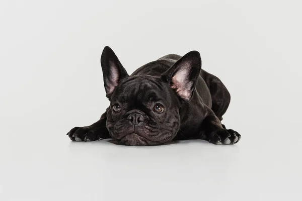 Porträtt av söt svart valp, fransk bulldogg lugnt liggande och tittar upp isolerad över vit bakgrund — Stockfoto