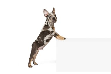 Güzel şirin bir köpeğin portresi, arka ayakları üzerinde duran bir Fransız Bulldog köpeği, beyaz stüdyo arka planında izole edilmiş bir küp üzerine yaslanıyor.