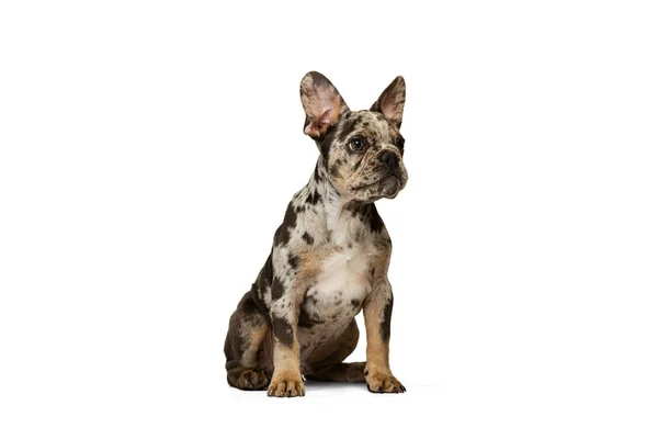 Studio shot of cute puppy of French Bulldog calmly sitting, posing isolated over white background — Foto de Stock