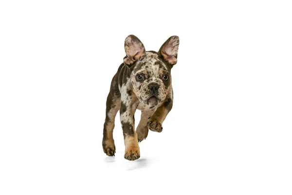 Ritratto di simpatico cucciolo di Bulldog francese in movimento, isolato su sfondo bianco — Foto Stock