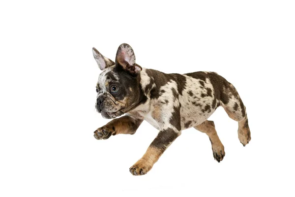 Potrait of cute puppy, dog, French Bulldog jumping, running, playing isolated over white studio background — Stock fotografie