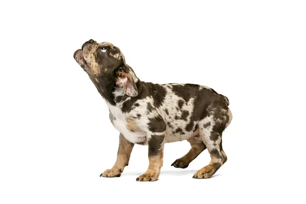Divertente ritratto di carino alla ricerca Bulldog francese posa isolato su sfondo bianco studio. Howling animale domestico — Foto Stock