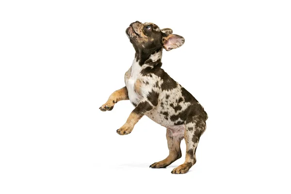 Dynamiskt porträtt av söt valp, hund, fransk bulldogg står på bakbenen, poserar isolerad över vit studio bakgrund — Stockfoto