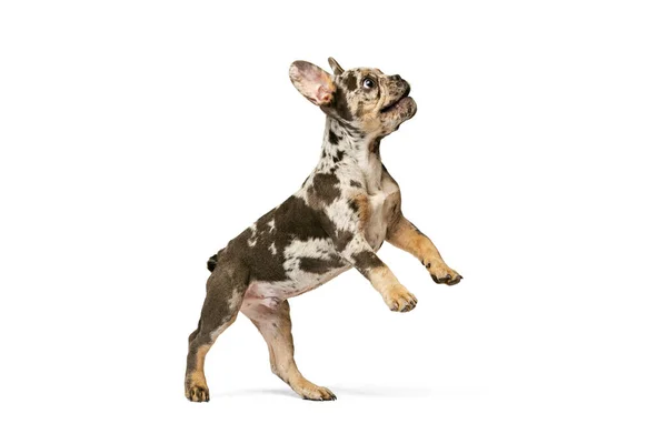 Ritratto dinamico di cucciolo carino, cane, Bulldog francese in piedi sulle zampe posteriori, posa isolata su sfondo bianco studio — Foto Stock