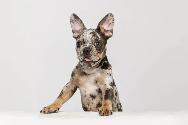 Ritratto di cucciolo carino, cane, Bulldog francese in piedi su zampe posteriori con lingua sporgente isolato su sfondo bianco studio — Foto Stock