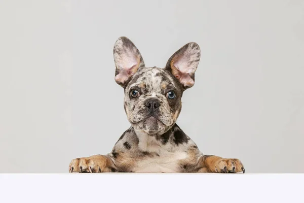 Portrait of beautiful purebreed dog, French bulldog puppy posing, looking at camera isolated over grey studio background — Photo