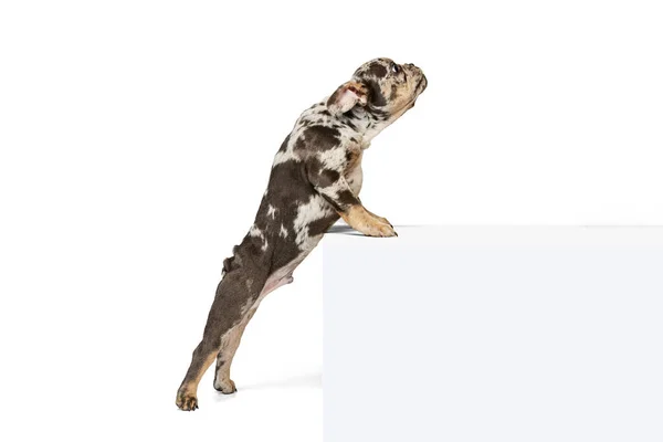 Portrait of beautiful cute dog, puppy of French Bulldog standing on hind legs, posing isolated over white studio background — Stockfoto