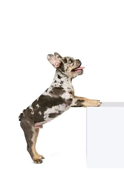 Portret pięknego uroczego psa, szczeniaczka francuskiego buldoga stojącego na tylnych nogach, pozującego na białym tle studia. Wygląda na szczęśliwego. — Zdjęcie stockowe