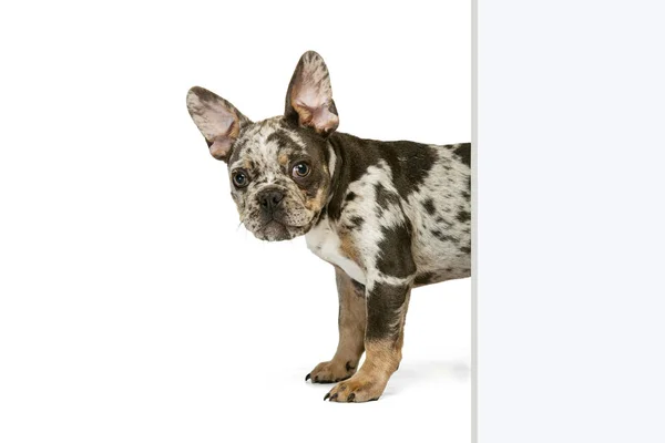 Ritratto di piccolo cucciolo carino di Bulldog francese che sbircia l'angolo isolato su sfondo bianco dello studio — Foto Stock