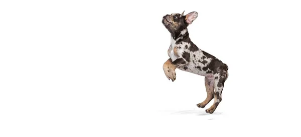 Retrato de cachorro bonito de francês Bulldog jogando, pulando isolado sobre fundo estúdio branco. Folheto — Fotografia de Stock