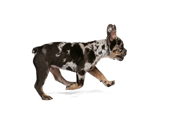 Parece feliz, encantado. Estúdio tiro de cão pequeno bonito, Bulldog francês se divertindo isolado no fundo branco — Fotografia de Stock