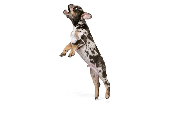 Portrait of cute playful puppy, French Bulldog jumping to catch toy isolated over white studio background — Foto de Stock
