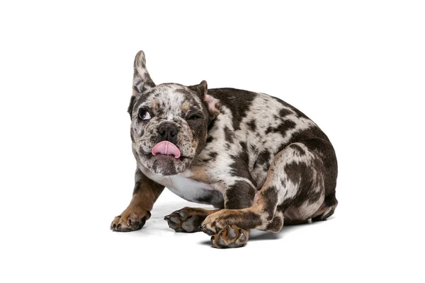 Porrait of cute dog, French Bulldog puppy with funny muzzle isolated over white studio background — Foto de Stock