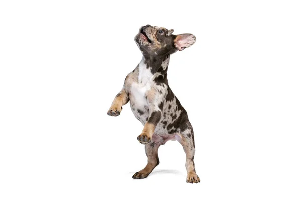 Ritratto a figura intera di simpatico cagnolino, Bulldog francese giocando, saltando isolato su sfondo bianco. — Foto Stock