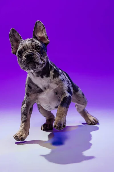 Portrait of cute puppy of French Bulldog calmly posing, attentively looking up isolated on purple studio background in neon light. — Foto de Stock