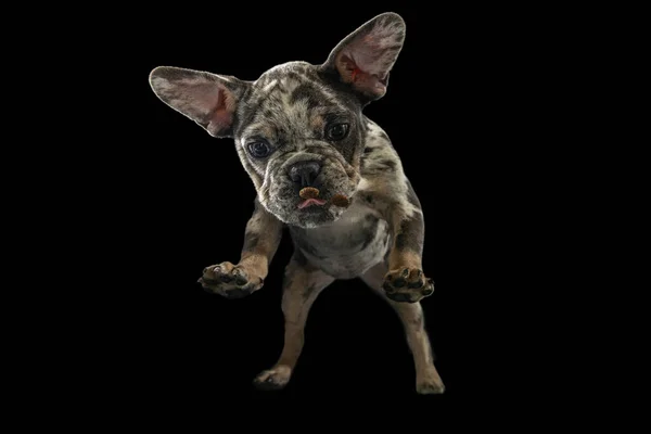 Portrait of cute puppy catching food, feed in a jump isolated over black background. Bottom view — Photo