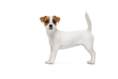 Jack Russell Terrier 'ın beyaz stüdyo arka planında izole edilmiş bir şekilde kameraya bakan şirin bir portresi.