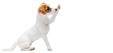 Portrait of cute puppy of Jack Russell Terrier rising paw up, following command isolated over white studio background