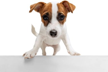 Portrait of little Jack Russell Terrier looking at camera isolated over white studio background