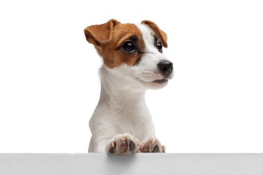 Portrait of cute Jack Russell Terrier leaning on table with front legs isolated over white studio background